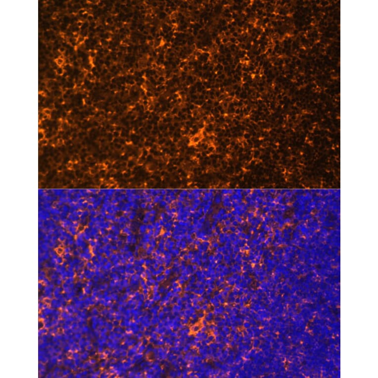 Immunofluorescence - Anti-Fyn Antibody (A309065) - Antibodies.com