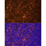 Immunofluorescence - Anti-Fyn Antibody (A309065) - Antibodies.com