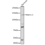 Western Blot - Anti-Matrin 3 Antibody [ARC1854] (A309066) - Antibodies.com