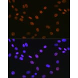 Immunofluorescence - Anti-Matrin 3 Antibody [ARC1854] (A309066) - Antibodies.com