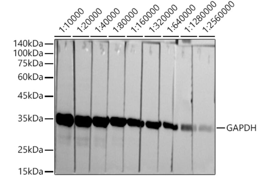 Western Blot - Anti-GAPDH Antibody [ARC50888] (A309068) - Antibodies.com