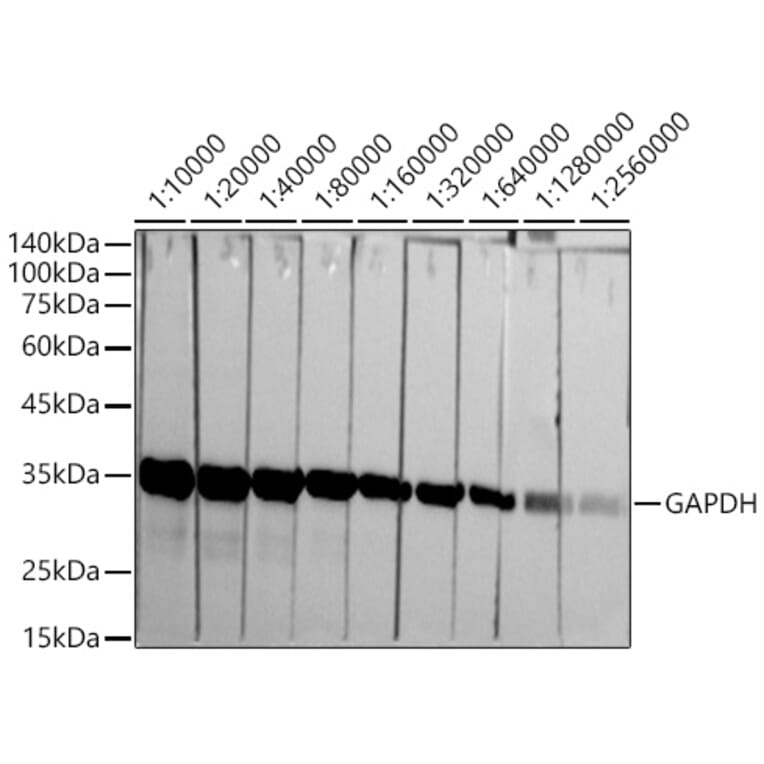 Western Blot - Anti-GAPDH Antibody [ARC50888] (A309068) - Antibodies.com