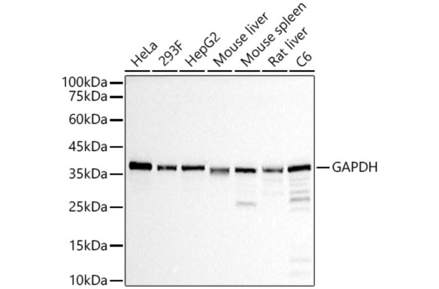 Western Blot - Anti-GAPDH Antibody [ARC50888] (A309068) - Antibodies.com