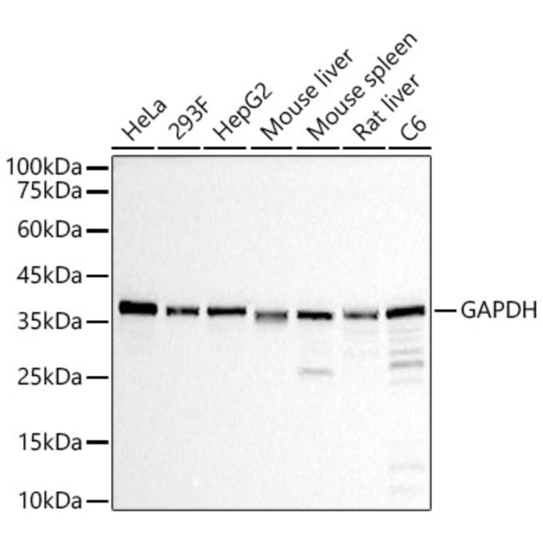 Western Blot - Anti-GAPDH Antibody [ARC50888] (A309068) - Antibodies.com
