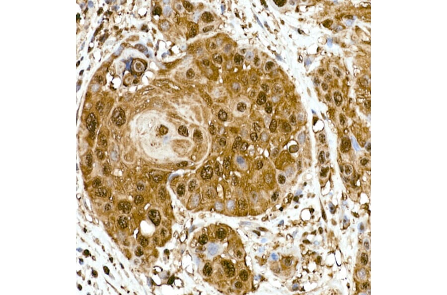 Immunohistochemistry - Anti-GAPDH Antibody [ARC50888] (A309068) - Antibodies.com