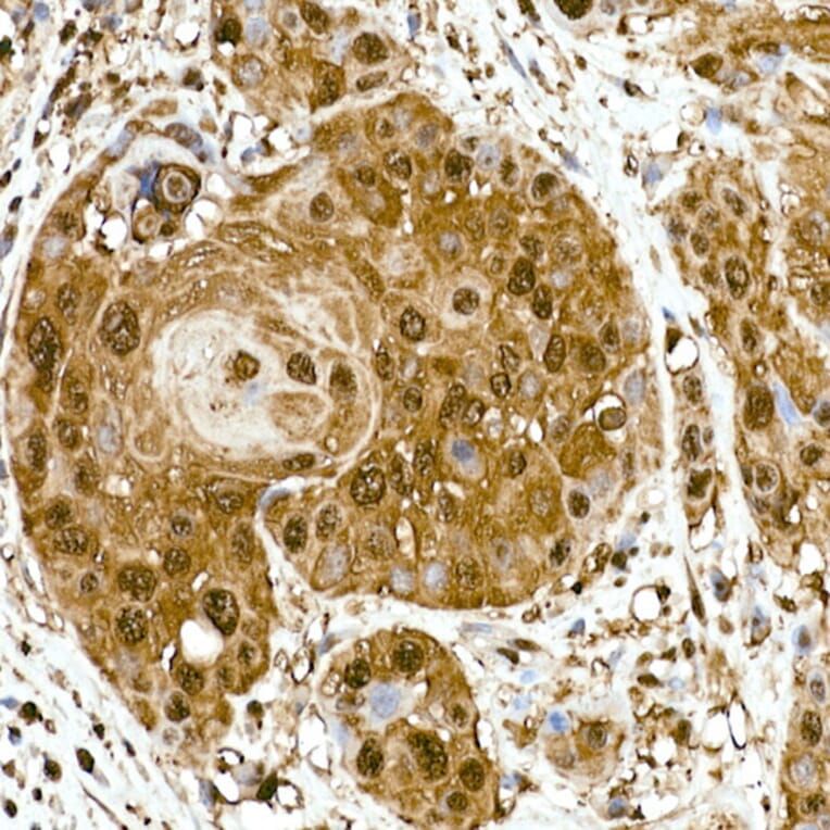 Immunohistochemistry - Anti-GAPDH Antibody [ARC50888] (A309068) - Antibodies.com