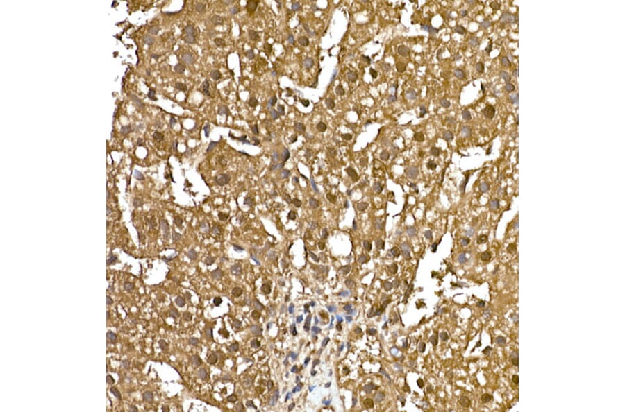 Immunohistochemistry - Anti-GAPDH Antibody [ARC50888] (A309068) - Antibodies.com