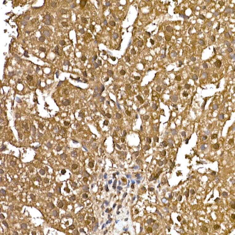 Immunohistochemistry - Anti-GAPDH Antibody [ARC50888] (A309068) - Antibodies.com
