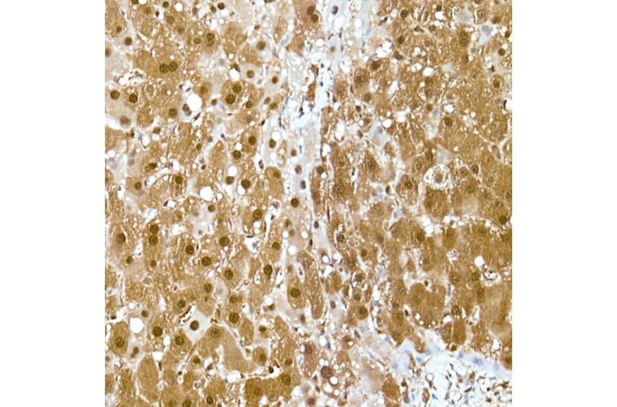 Immunohistochemistry - Anti-GAPDH Antibody [ARC50888] (A309068) - Antibodies.com