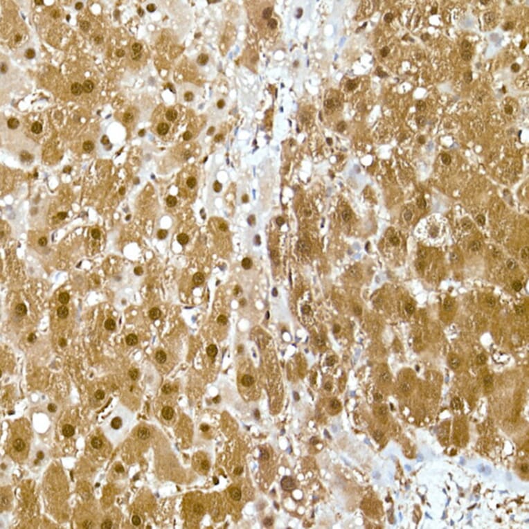 Immunohistochemistry - Anti-GAPDH Antibody [ARC50888] (A309068) - Antibodies.com