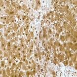 Immunohistochemistry - Anti-GAPDH Antibody [ARC50888] (A309068) - Antibodies.com