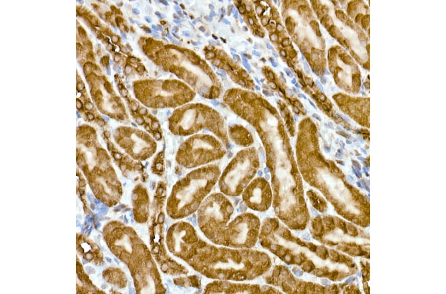 Immunohistochemistry - Anti-GAPDH Antibody [ARC50888] (A309068) - Antibodies.com