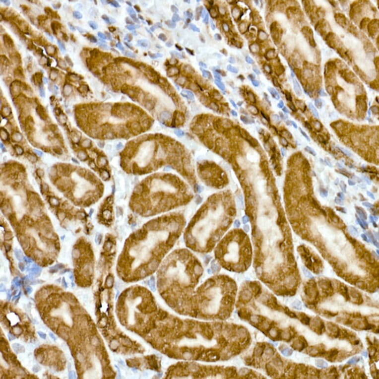 Immunohistochemistry - Anti-GAPDH Antibody [ARC50888] (A309068) - Antibodies.com
