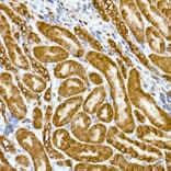 Immunohistochemistry - Anti-GAPDH Antibody [ARC50888] (A309068) - Antibodies.com