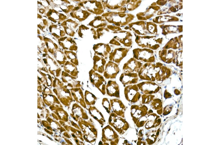 Immunohistochemistry - Anti-GAPDH Antibody [ARC50888] (A309068) - Antibodies.com