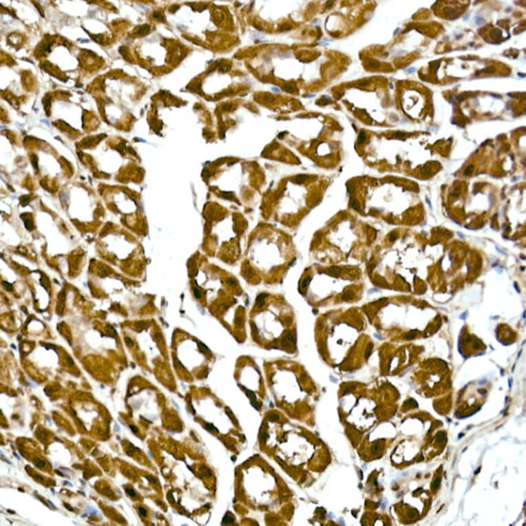 Immunohistochemistry - Anti-GAPDH Antibody [ARC50888] (A309068) - Antibodies.com