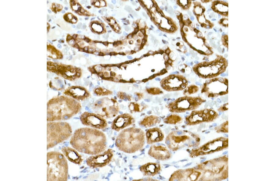 Immunohistochemistry - Anti-GAPDH Antibody [ARC50888] (A309068) - Antibodies.com