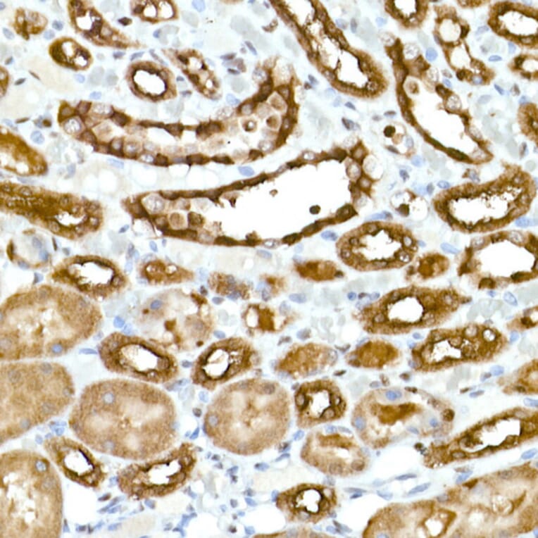 Immunohistochemistry - Anti-GAPDH Antibody [ARC50888] (A309068) - Antibodies.com