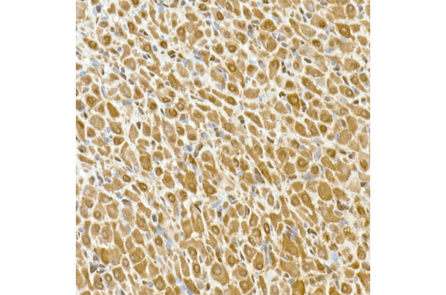 Immunohistochemistry - Anti-GAPDH Antibody [ARC50888] (A309068) - Antibodies.com