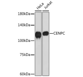 Western Blot - Anti-CENPC Antibody [ARC2097] (A309070) - Antibodies.com