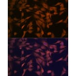 Immunofluorescence - Anti-CENPC Antibody [ARC2097] (A309070) - Antibodies.com