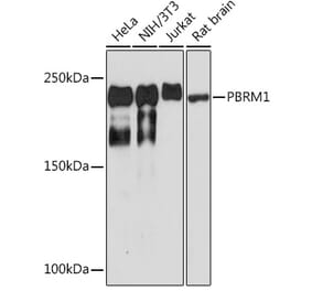 Western Blot - Anti-Baf180 Antibody [ARC1820] (A309071) - Antibodies.com