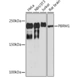 Western Blot - Anti-Baf180 Antibody [ARC1820] (A309071) - Antibodies.com
