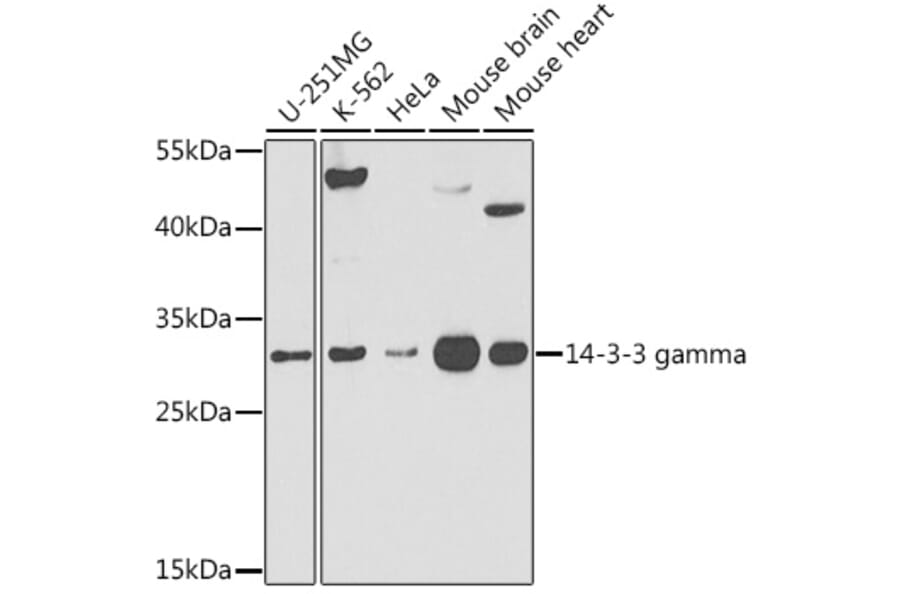 Western Blot - Anti-14-3-3 gamma/YWHAG Antibody (A309078) - Antibodies.com