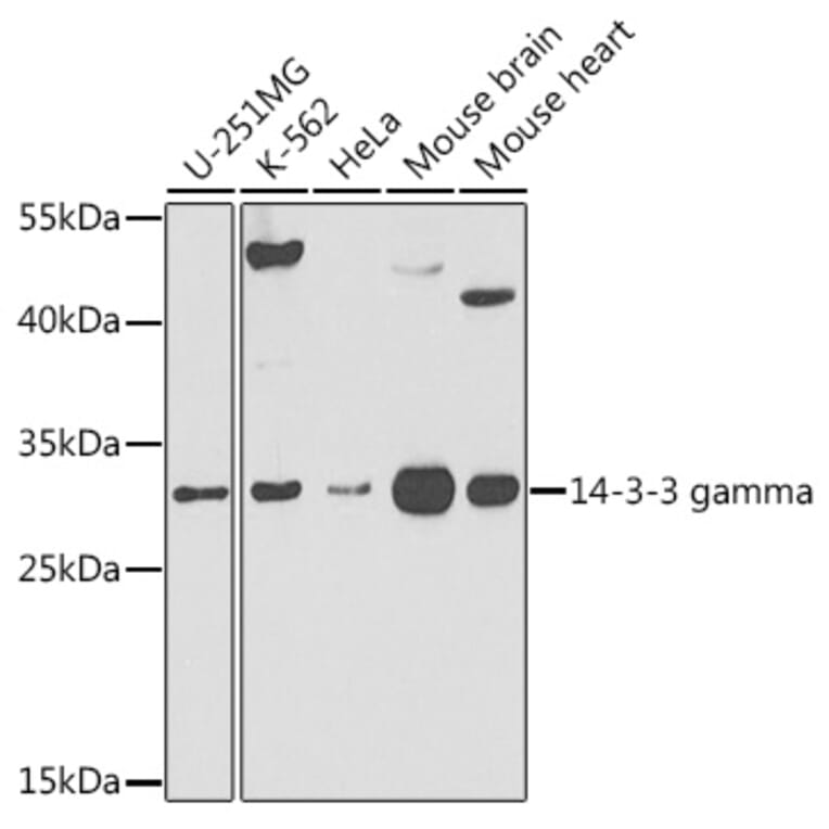 Western Blot - Anti-14-3-3 gamma/YWHAG Antibody (A309078) - Antibodies.com