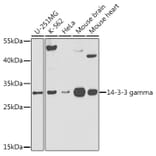 Western Blot - Anti-14-3-3 gamma/YWHAG Antibody (A309078) - Antibodies.com