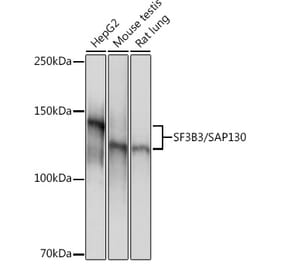 Western Blot - Anti-SF3B3 Antibody [ARC1667] (A309080) - Antibodies.com