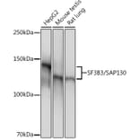 Western Blot - Anti-SF3B3 Antibody [ARC1667] (A309080) - Antibodies.com