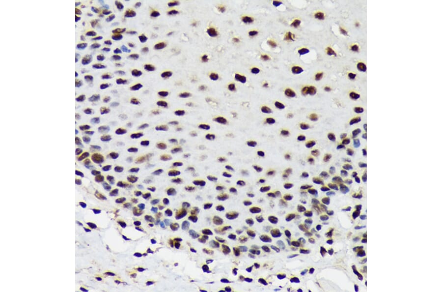 Immunohistochemistry - Anti-SF3B3 Antibody [ARC1667] (A309080) - Antibodies.com