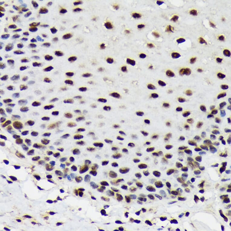 Immunohistochemistry - Anti-SF3B3 Antibody [ARC1667] (A309080) - Antibodies.com