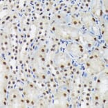 Immunohistochemistry - Anti-SF3B3 Antibody [ARC1667] (A309080) - Antibodies.com