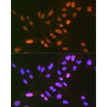 Immunofluorescence - Anti-SF3B3 Antibody [ARC1667] (A309080) - Antibodies.com