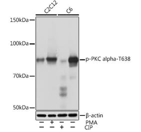 Western Blot - Anti-PKC alpha (phospho Thr638) Antibody [ARC1591] (A309082) - Antibodies.com