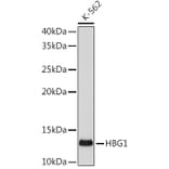 Western Blot - Anti-Fetal Hemoglobin Antibody [ARC1837] (A309083) - Antibodies.com