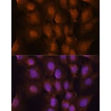 Immunofluorescence - Anti-PRKRIP1 Antibody (A309086) - Antibodies.com