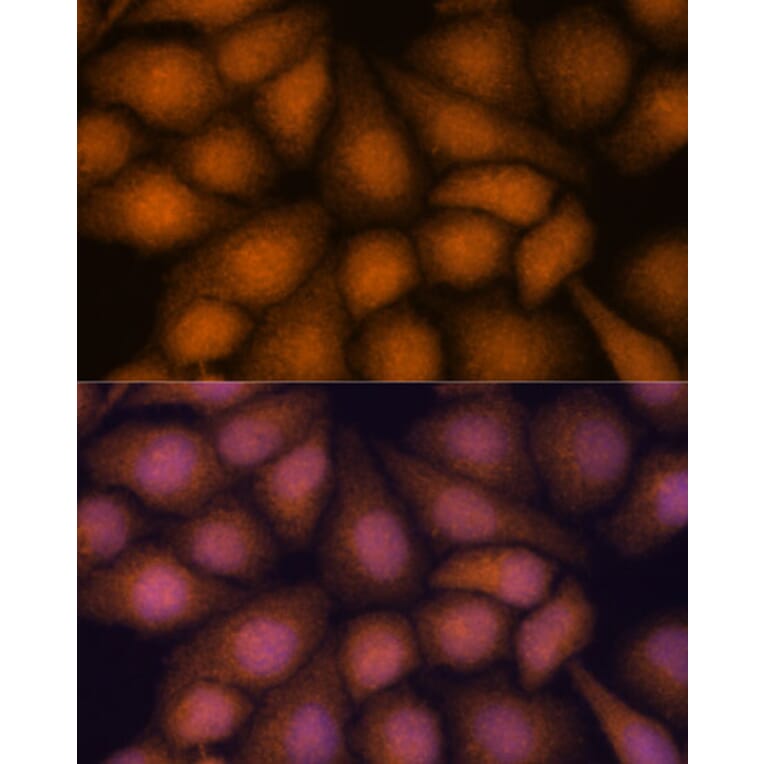Immunofluorescence - Anti-PRKRIP1 Antibody (A309086) - Antibodies.com