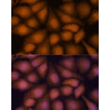 Immunofluorescence - Anti-PRKRIP1 Antibody (A309086) - Antibodies.com