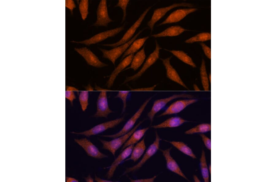 Immunofluorescence - Anti-PRKRIP1 Antibody (A309086) - Antibodies.com