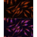 Immunofluorescence - Anti-PRKRIP1 Antibody (A309086) - Antibodies.com