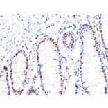 Immunohistochemistry - Anti-DKC1/Dyskerin Antibody [ARC1063] (A309088) - Antibodies.com