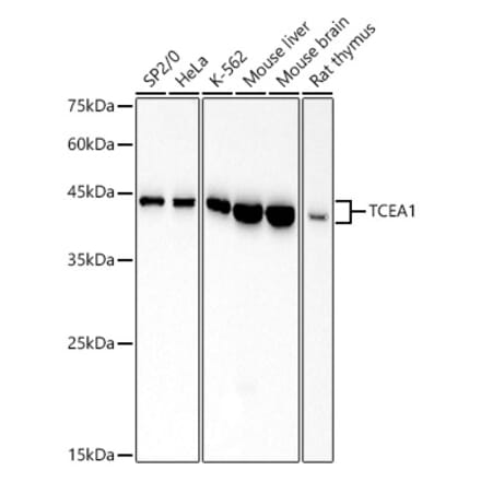 Western Blot - Anti-TCEA1 Antibody [ARC2962] (A309089) - Antibodies.com