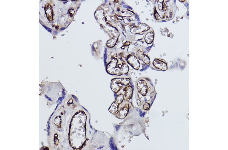 Immunohistochemistry - Anti-Tryptophanyl tRNA synthetase/WRS Antibody (A309093) - Antibodies.com
