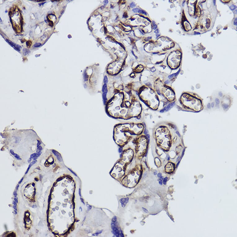 Immunohistochemistry - Anti-Tryptophanyl tRNA synthetase/WRS Antibody (A309093) - Antibodies.com