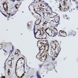 Immunohistochemistry - Anti-Tryptophanyl tRNA synthetase/WRS Antibody (A309093) - Antibodies.com