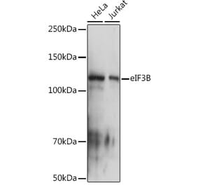 Western Blot - Anti-eIF3B Antibody [ARC1448] (A309096) - Antibodies.com