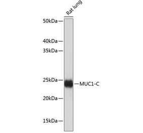Western Blot - Anti-MUC1 Antibody [ARC0352] (A309097) - Antibodies.com
